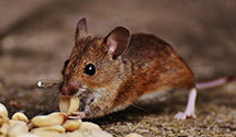 24 Hour & Emergency Exterminators in Rollingbay, WA